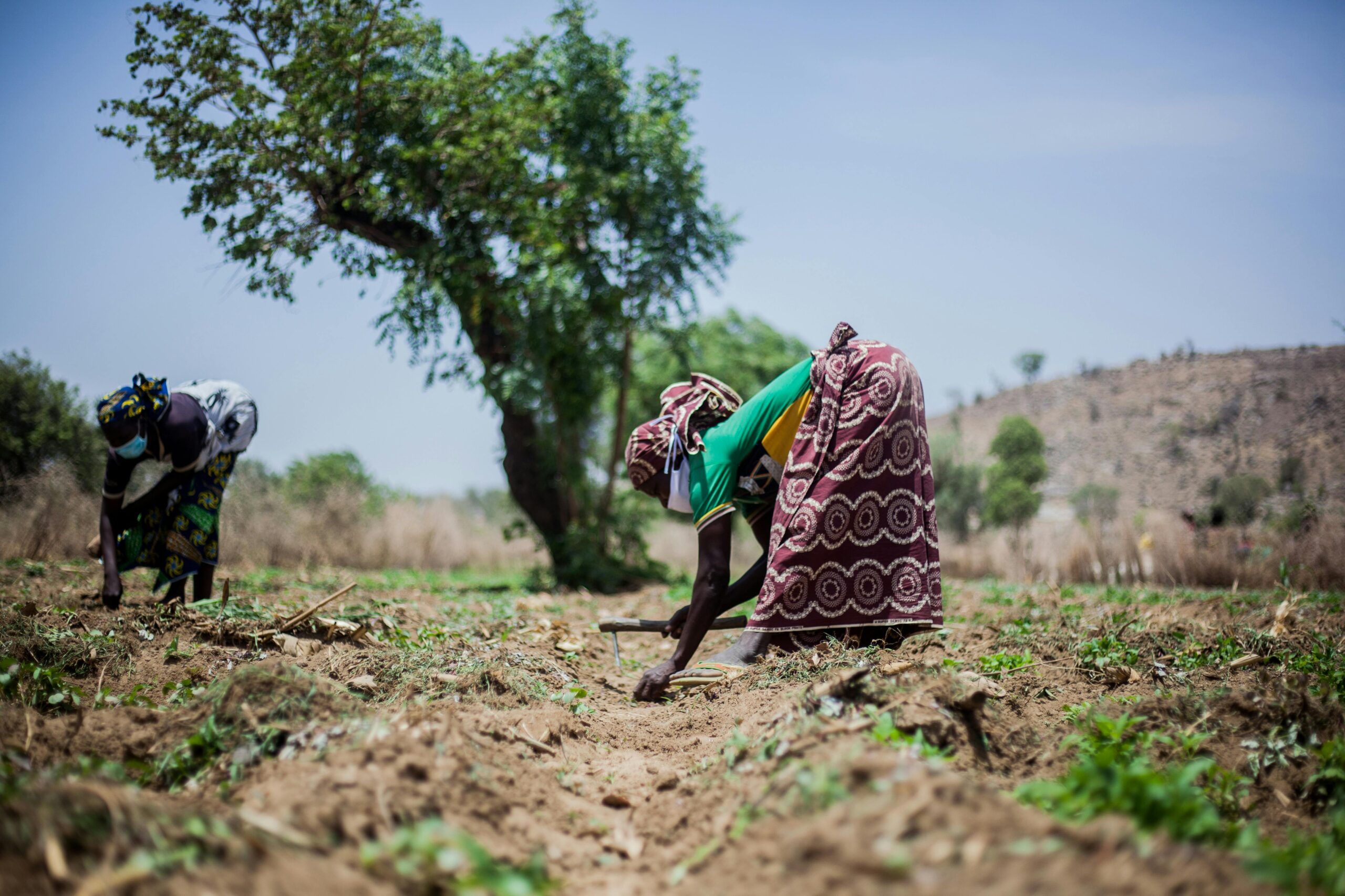 Distribution de semences et outils pour petits agriculteurs